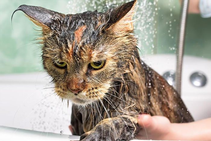 Llevar el gato al agua