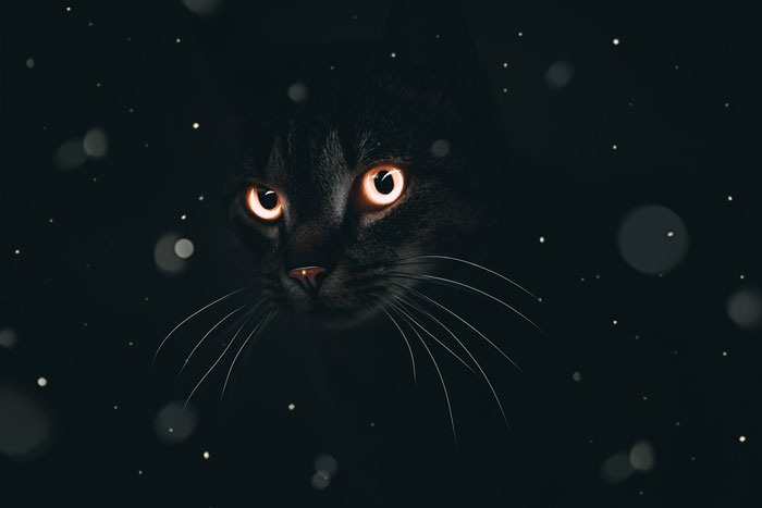 ¿De dónde vienen las supersticiones relacionadas con los gatos negros?