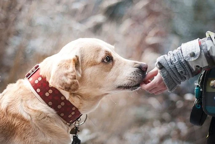 Parainfluenza canina – Síntomas y tratamiento