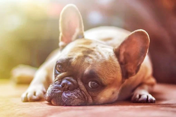 ¿Existe el suicidio en perros?