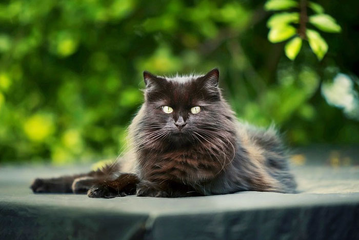 Los gatos pueden contagiarse de las nuevas variantes de COVID-19