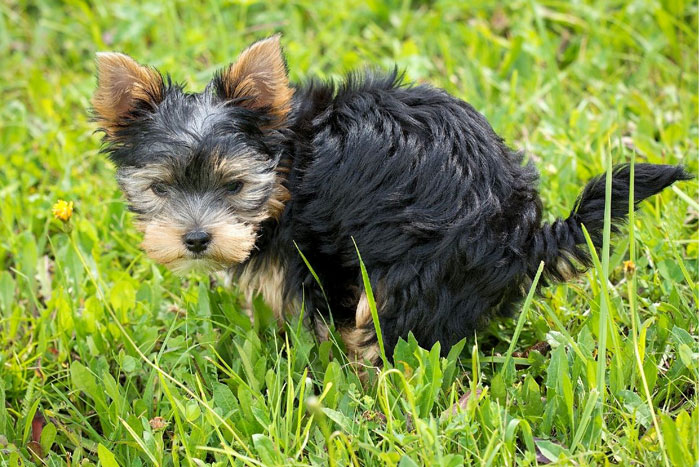 ¿Por qué la caca de tu perro es peligrosa para la naturaleza?