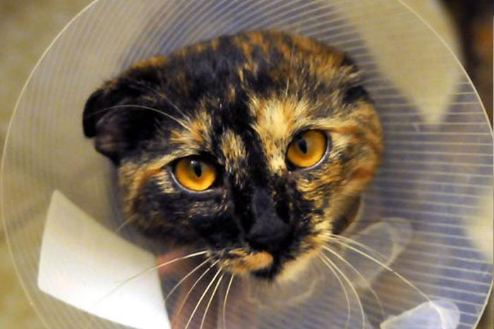 ¿Tiene contraindicaciones la esterilización en los gatos?