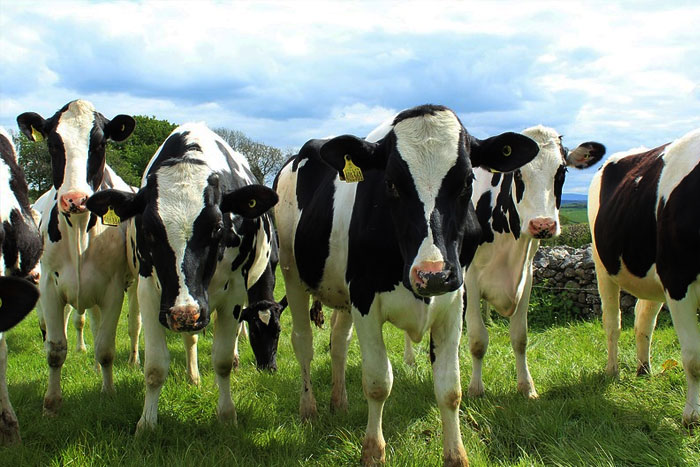 El tiempo de las vacas gordas