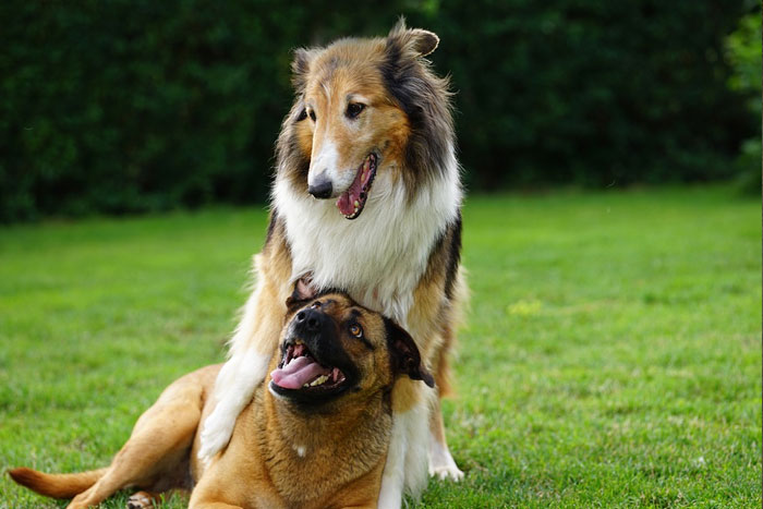¿Por qué se quedan enganchados los perros tras la cópula?