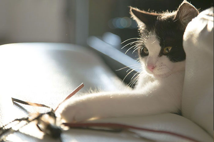 ¿Por qué los gatos tiran las cosas?
