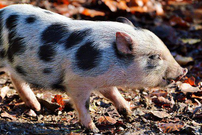 Más corto que patada de chancho