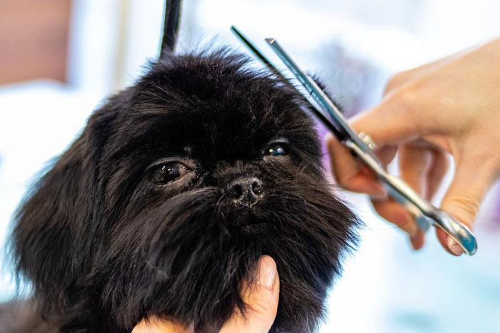 ¿Debemos cortar el pelo a nuestro perro?