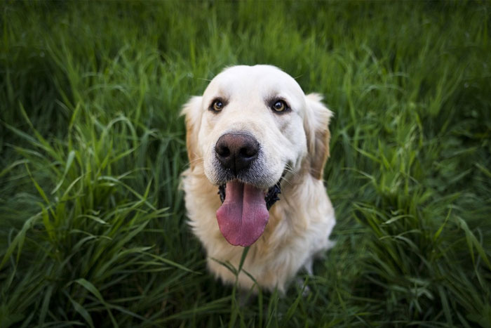 Las enfermedades que pueden transmitir las garrapatas a tu perro