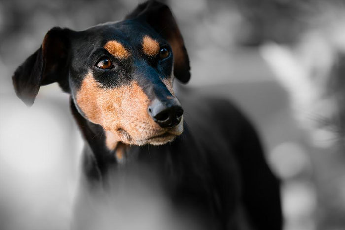 ¿Tienen los perros cáncer de próstata?