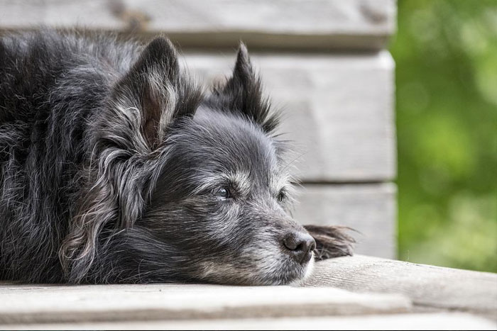 Cómo cuidar a tu perro en la vejez