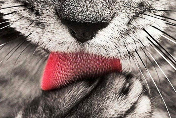 ¿Por qué tienen los gatos la lengua rasposa?