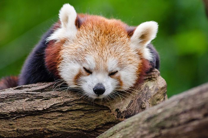 ¿Todos los animales duermen?