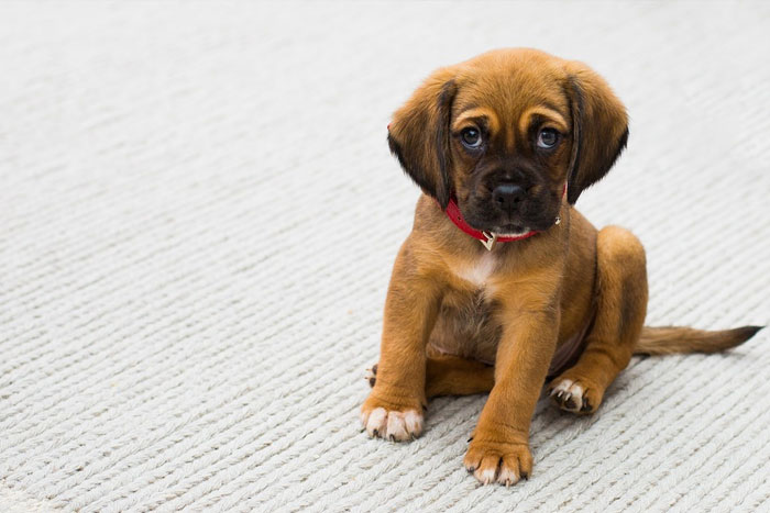 ¿Cuándo puedo sacar al cachorro a la calle?