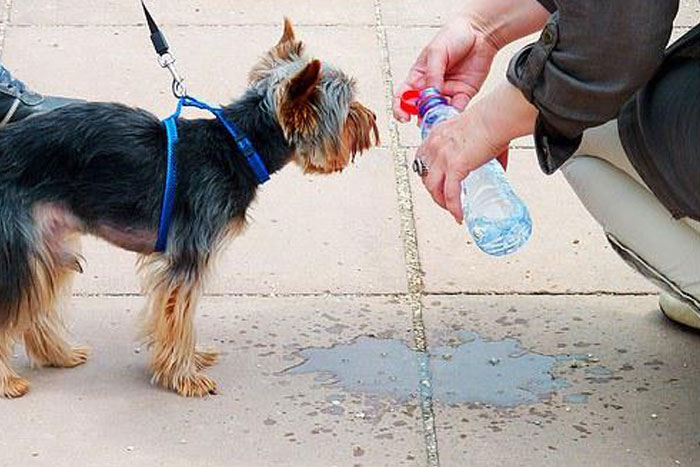 El golpe de calor en perros: síntomas, efectos y tratamiento