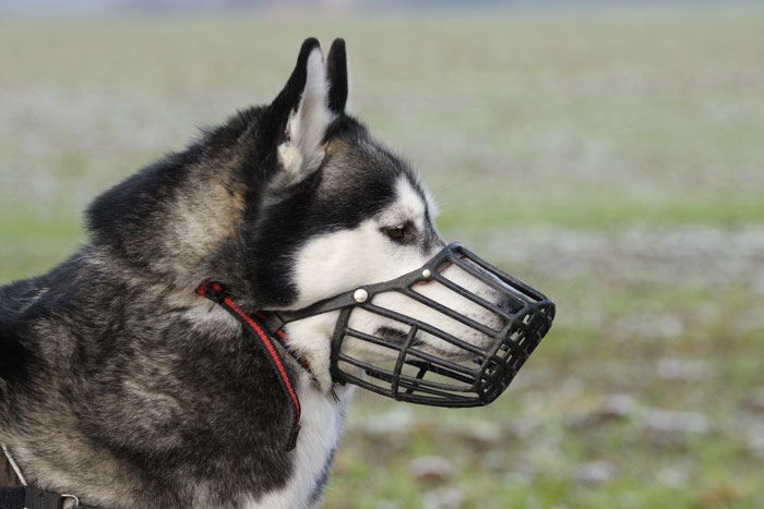 Las consecuencias de ponerle un bozal a mi perro son…