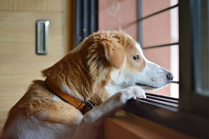 3 sencillos ejercicios para prevenir y tratar la ansiedad por separación en tu perro