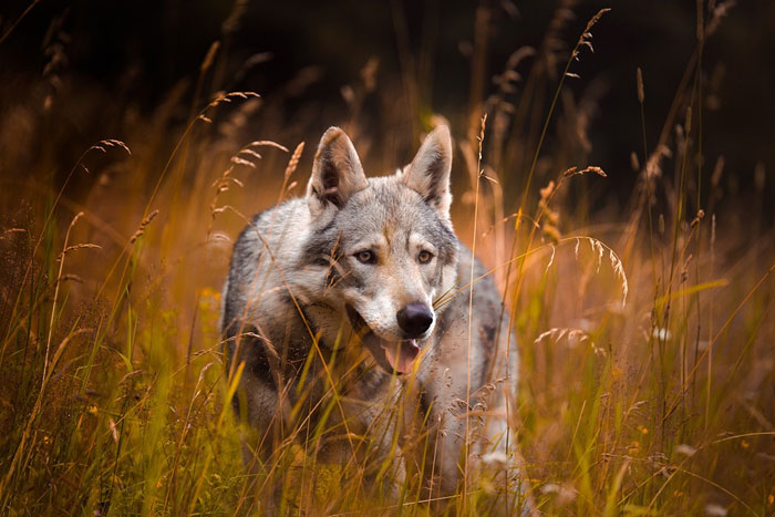 Perros y lobos. ¿Cuánto se parecen?