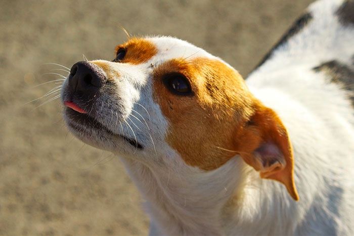 Los perros pueden oler nuestro estrés