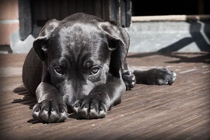 ¿El plato favorito de tu perro es caca? Descubre por qué