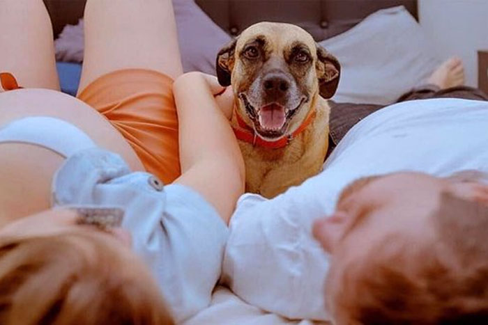 Voy a ser madre y tengo un perro. ¿Cómo hago para que mi perro acepte a mi bebé?