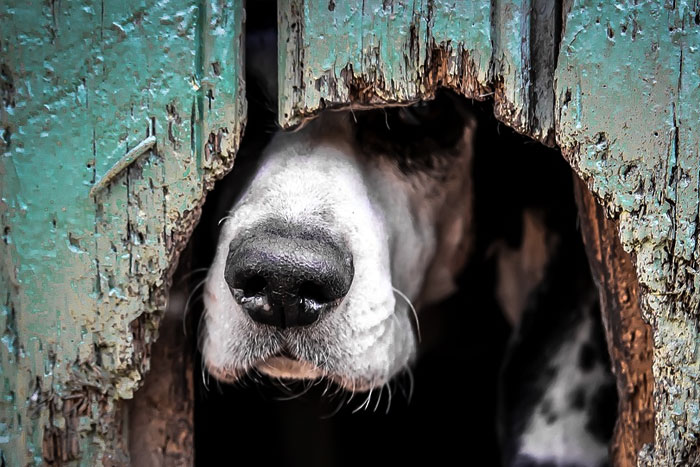 3 consejos para el día a día si tienes un perro agresivo