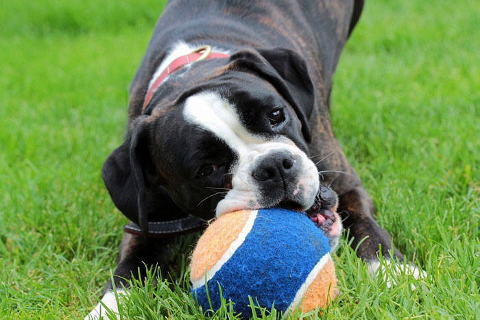 Enseña a tu cachorro a no morderte las manos de forma sencilla y práctica