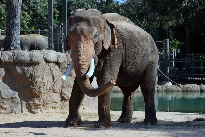 Estereotipias en animales: descubre si afectan a tu mascota