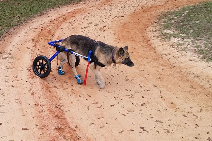 Ayudas técnicas y ortopédicas para mascotas