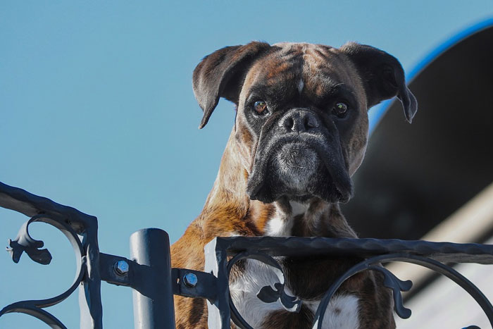 A cara de perro