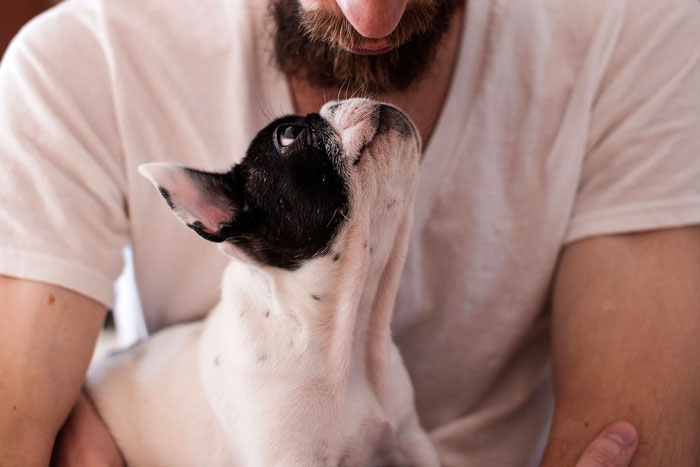 Eres un perro