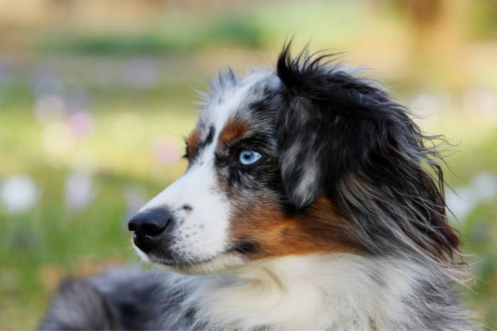 Avances tecnológicos en el cuidado animal: PCR y test de ADN para la salud de tu perro