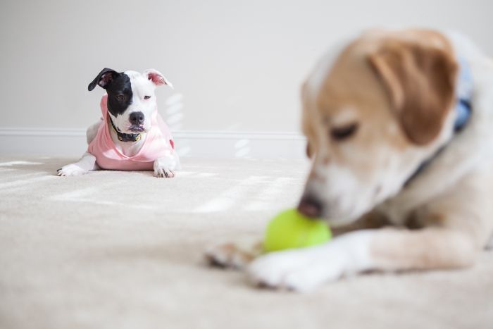 Descubre las claves científicas para una relación pacífica entre cachorros y perros adultos
