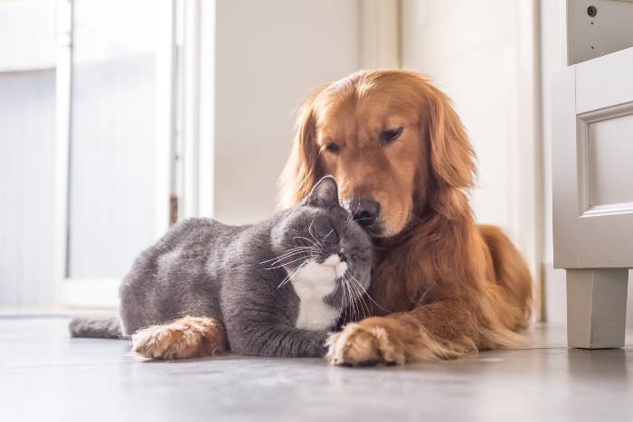 Los gatos podrían superar a los perros en habilidades cognitivas