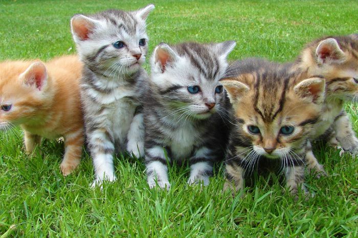 El color de los gatos podría indicar si son agresivos o no