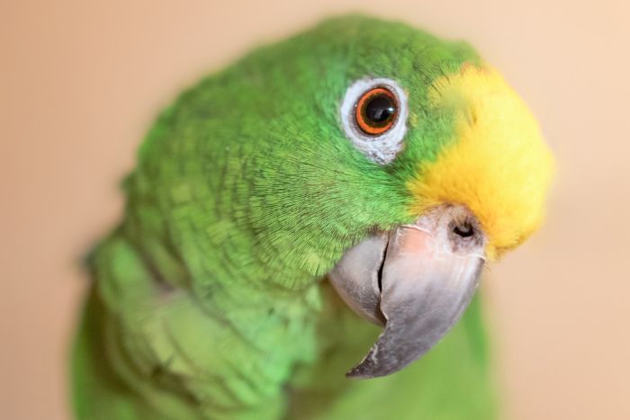 Seco, como lengua de loro