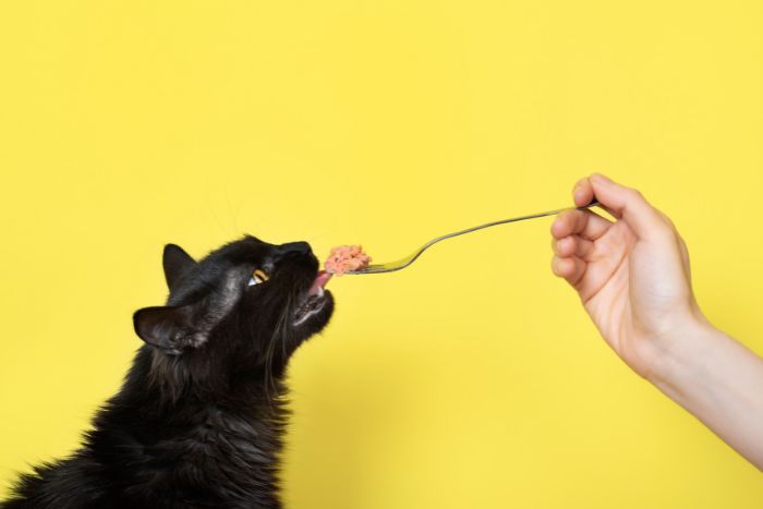 Descubren por qué a los gatos les encanta comer atún