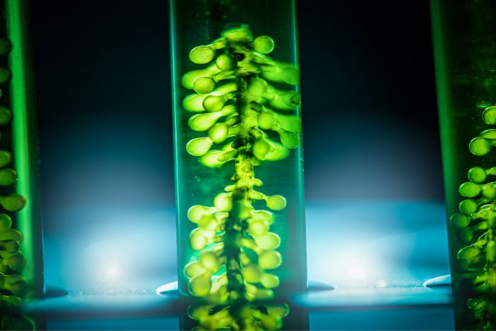 Microalgas: la promesa de un futuro sostenible para purificar aire y agua