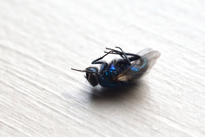 No te hagas la mosquita muerta