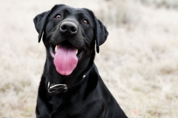 Infección de boca en perros: tipos, causas y cómo tratarlas