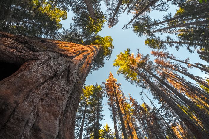 ¿Cuál es la máxima altura que podría alcanzar un árbol en la Tierra?