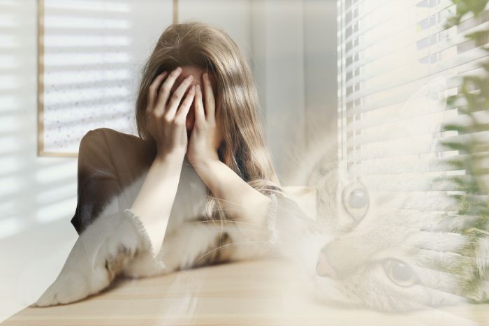 Ailurofobia Fobia a los gatos