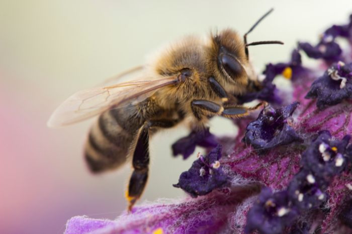 Descubren abejas momificadas de la época de los faraones