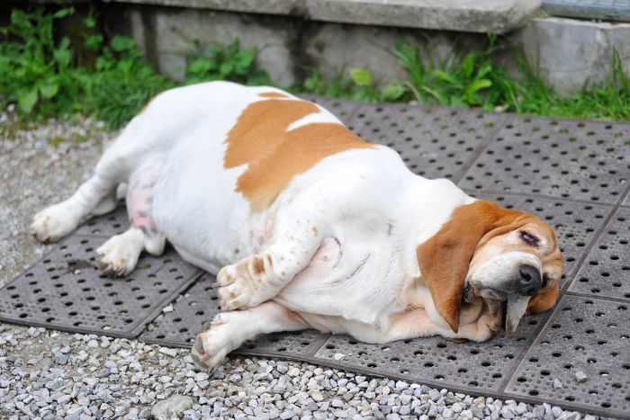 El sedentarismo puede provocar obesidad en tu perro