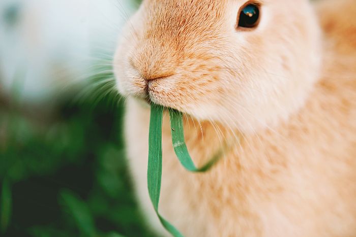 ¿Qué le doy de comer a mi conejo?