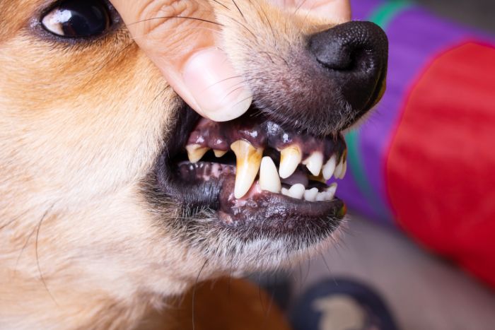 El sarro en perros