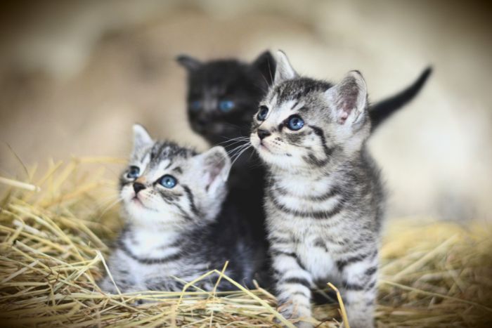 Cosas básicas que hay que saber con gatitos recién nacidos y huérfanos