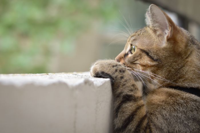 La curiosidad mató al gato