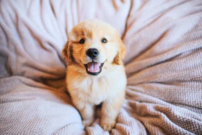 Cómo cuidar a un cachorro
