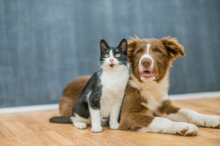 Perro o gato, ¿cuál es más inteligente según la ciencia?